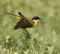 Western Yellow Wagtail