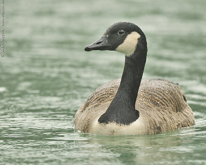Canada Gooseadult, identification, Behaviour