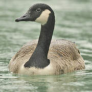 Canada Goose