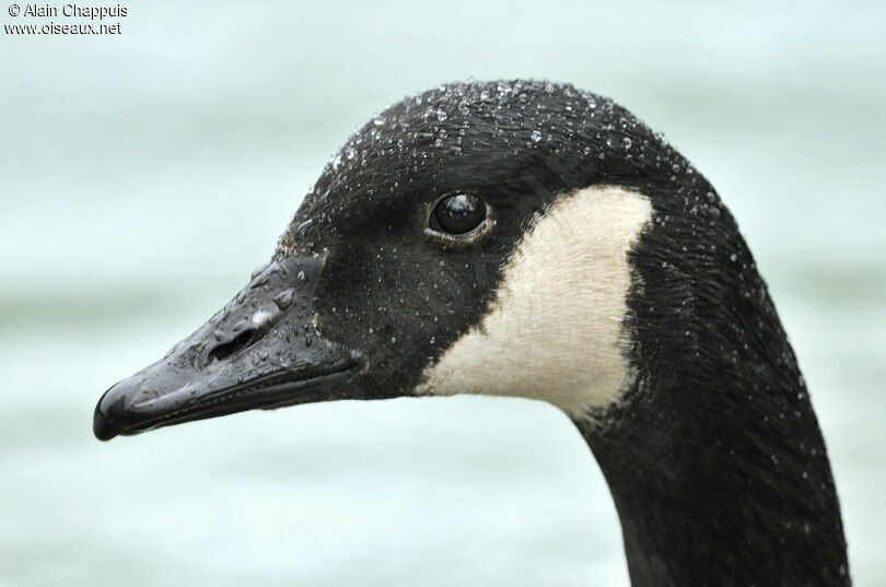 Canada Gooseadult, identification