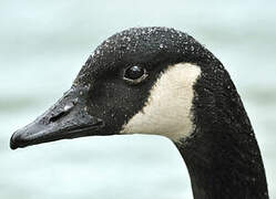 Canada Goose