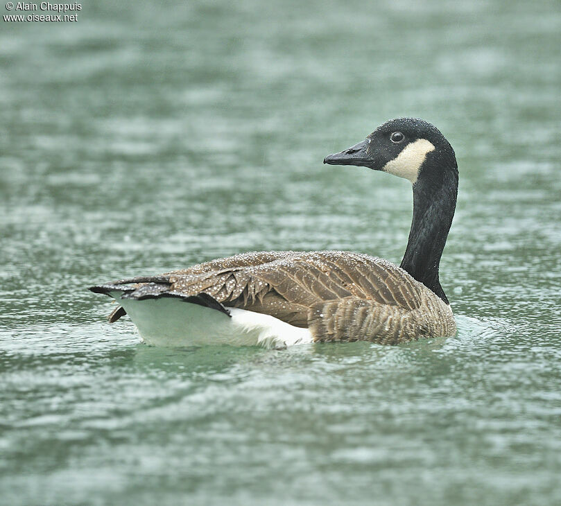 Canada Gooseadult, identification, Behaviour