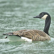 Canada Goose