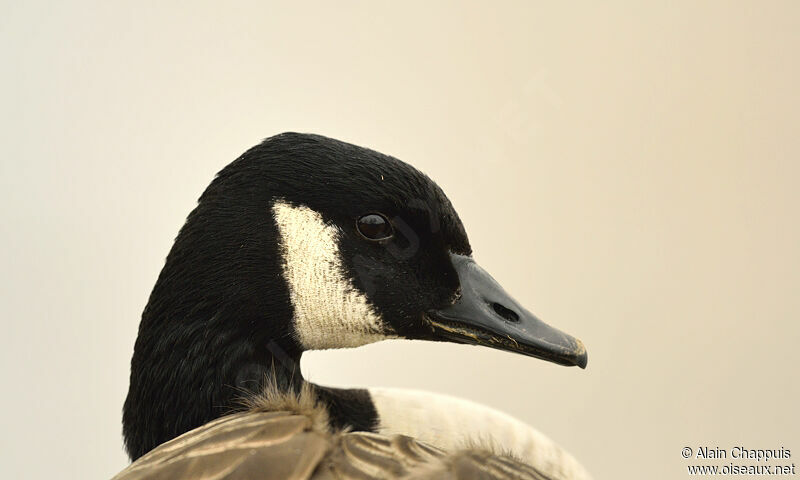 Canada Gooseadult, identification