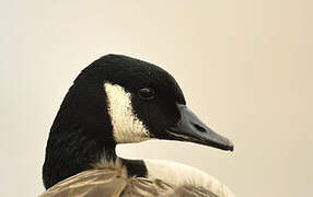 Canada Goose