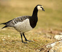 Barnacle Goose