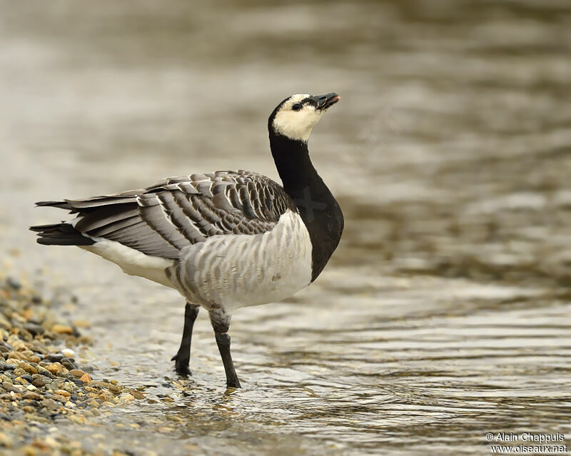 Barnacle Gooseadult, identification, Behaviour