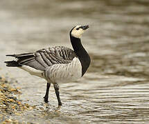 Barnacle Goose