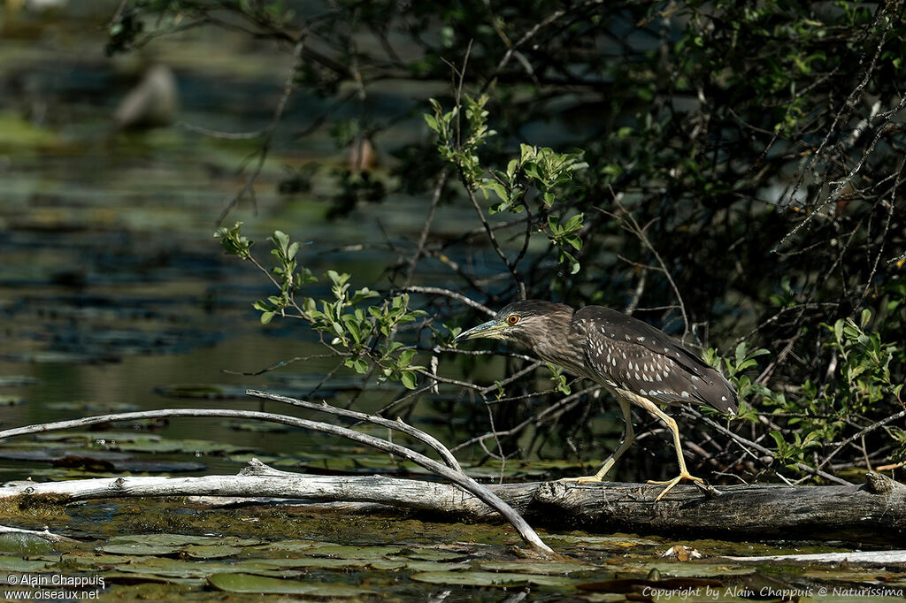 Black-crowned Night Heronimmature, identification, walking