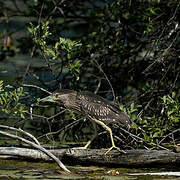 Black-crowned Night Heron