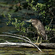 Black-crowned Night Heron