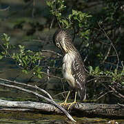 Black-crowned Night Heron