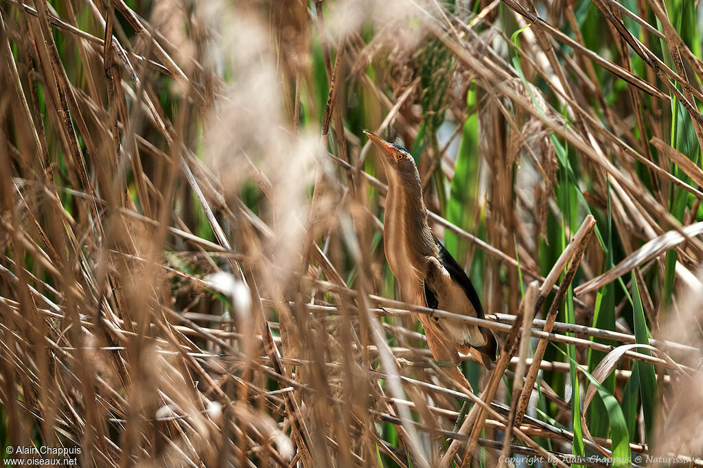 Little Bitternadult breeding, courting display, song