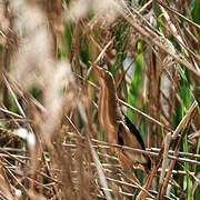 Little Bittern