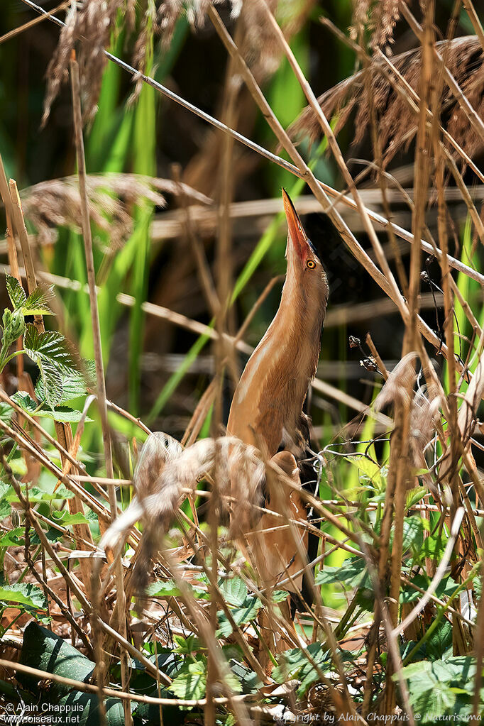 Little Bitternadult, identification, courting display, song