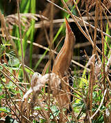 Little Bittern