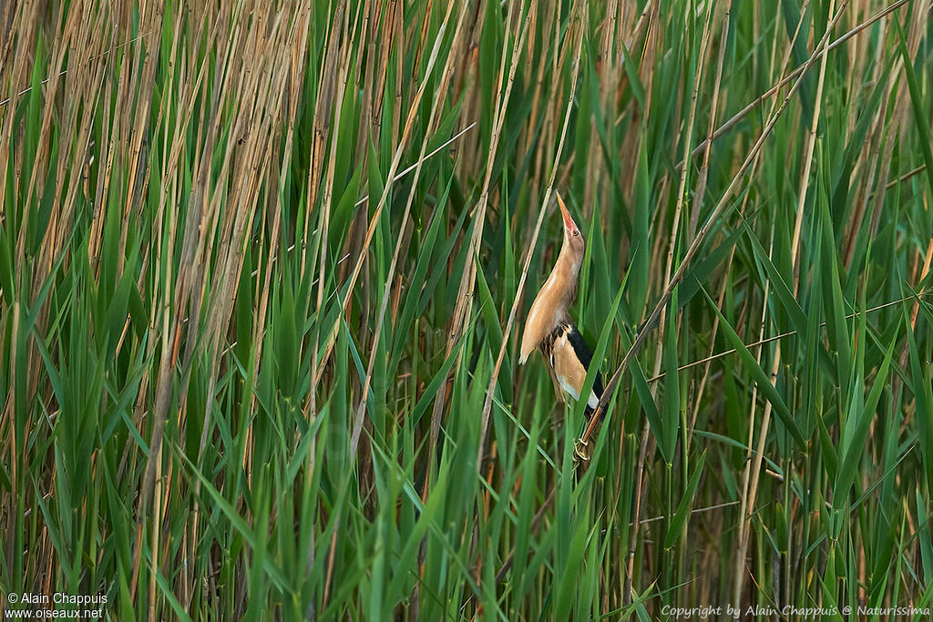 Little Bitternadult, identification, courting display, song