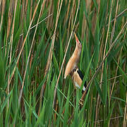 Little Bittern