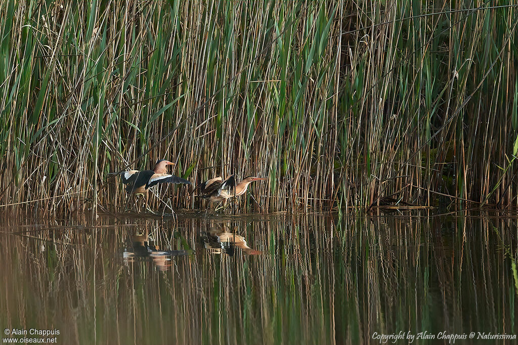 Little Bittern