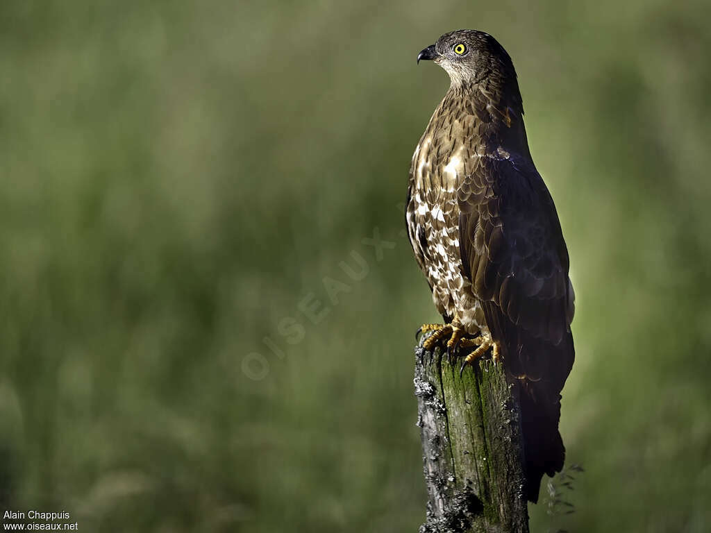 European Honey Buzzard male subadult, identification