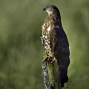 European Honey Buzzard