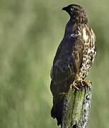 European Honey Buzzard