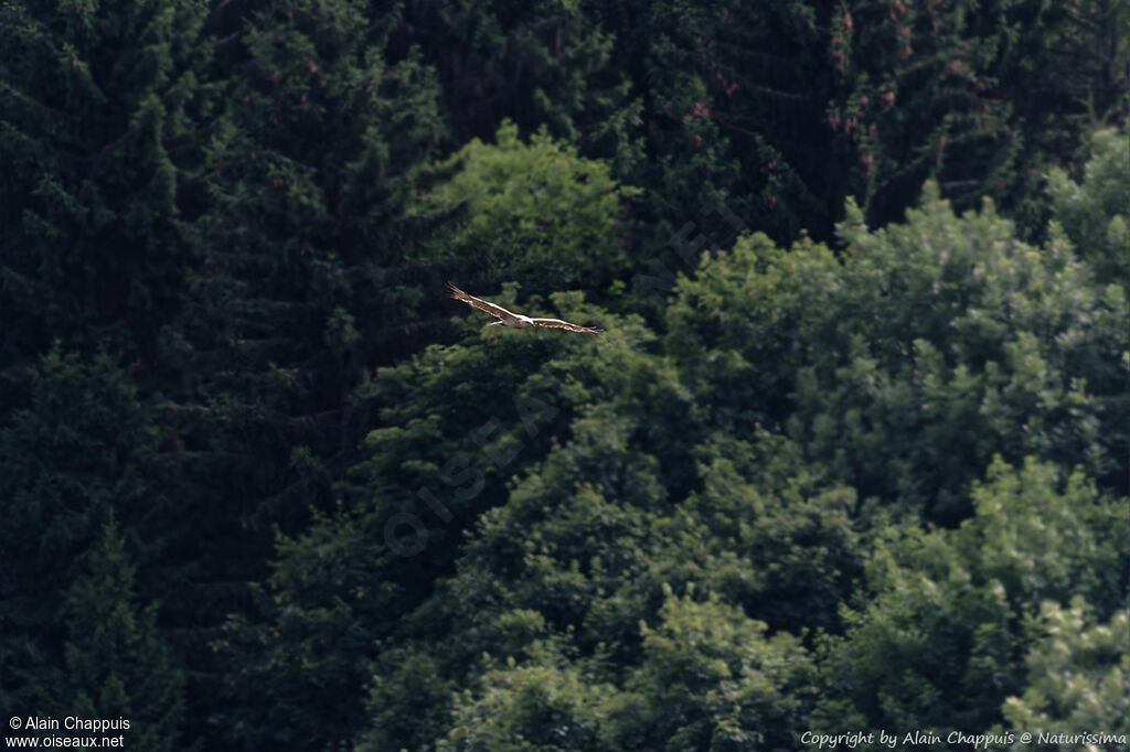 European Honey Buzzard