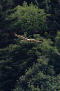 European Honey Buzzard