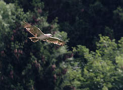 European Honey Buzzard