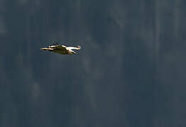 European Honey Buzzard