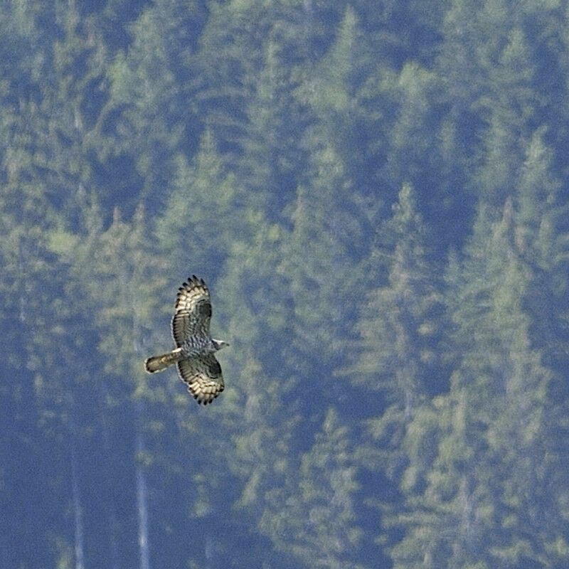 European Honey Buzzard