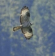 European Honey Buzzard