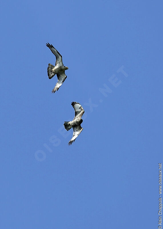 European Honey Buzzard, identification, Flight, Behaviour