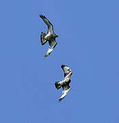 European Honey Buzzard