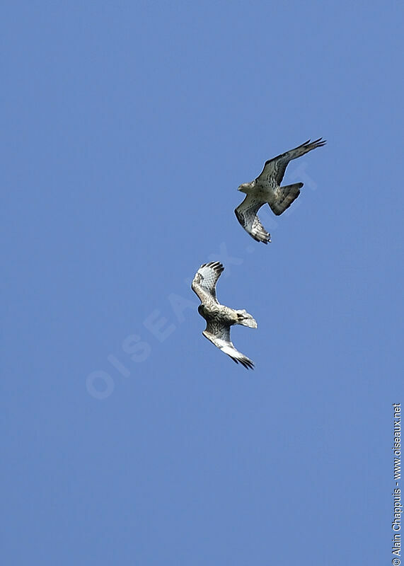 European Honey Buzzard, identification, Flight, Behaviour