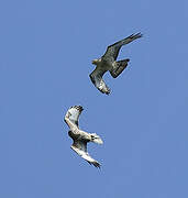 European Honey Buzzard