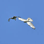 European Honey Buzzard