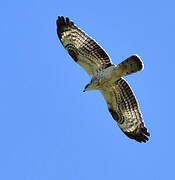 European Honey Buzzard