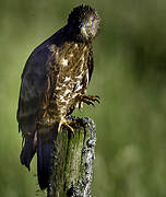 European Honey Buzzard