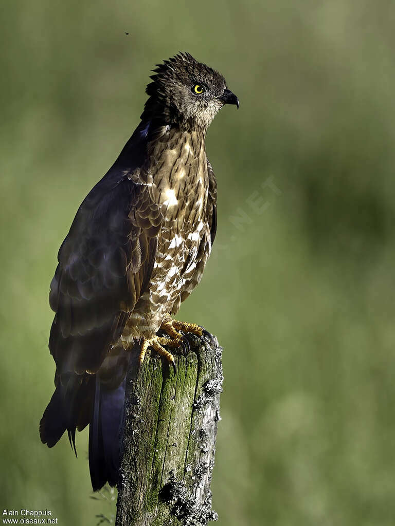 Bondrée apivoreadulte