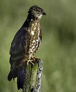 European Honey Buzzard