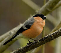 Eurasian Bullfinch