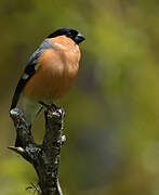 Eurasian Bullfinch