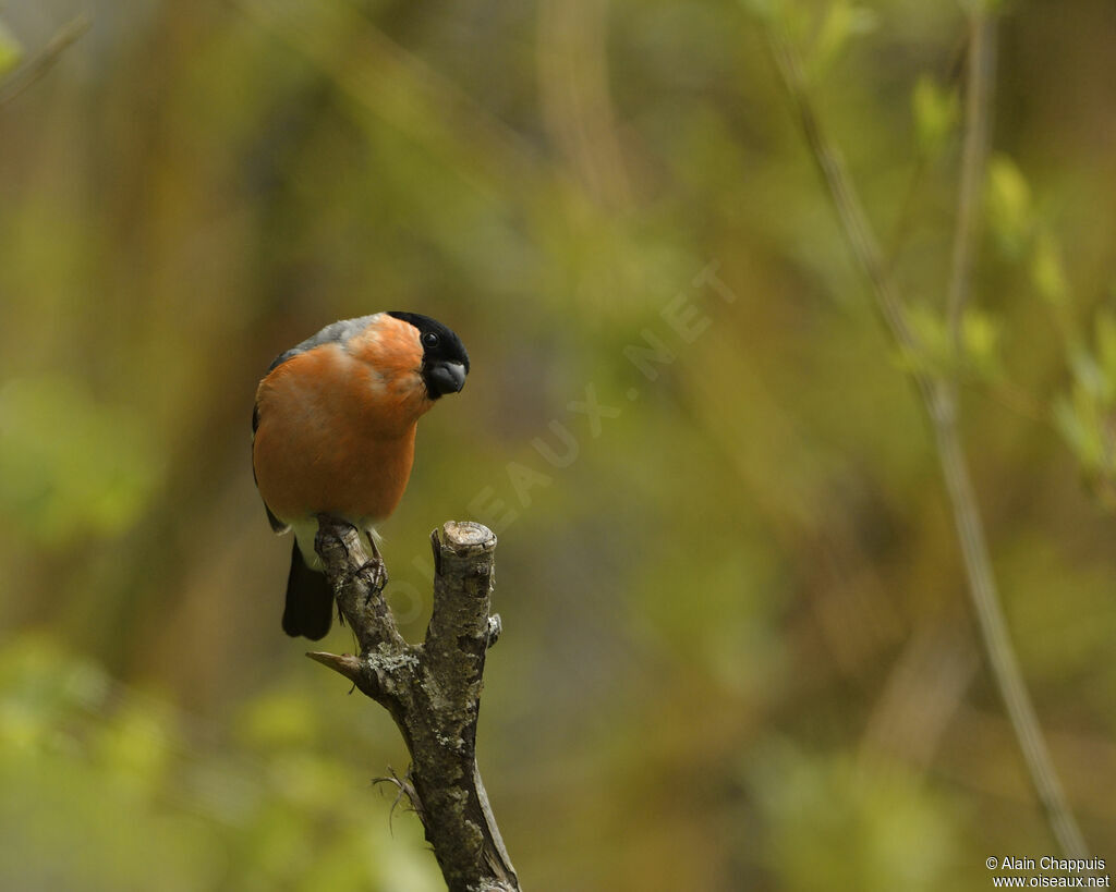 Eurasian Bullfinch male adult breeding, identification, Behaviour