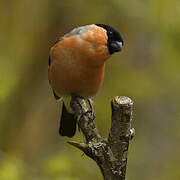 Eurasian Bullfinch