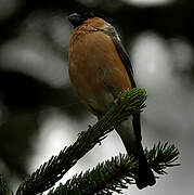 Eurasian Bullfinch