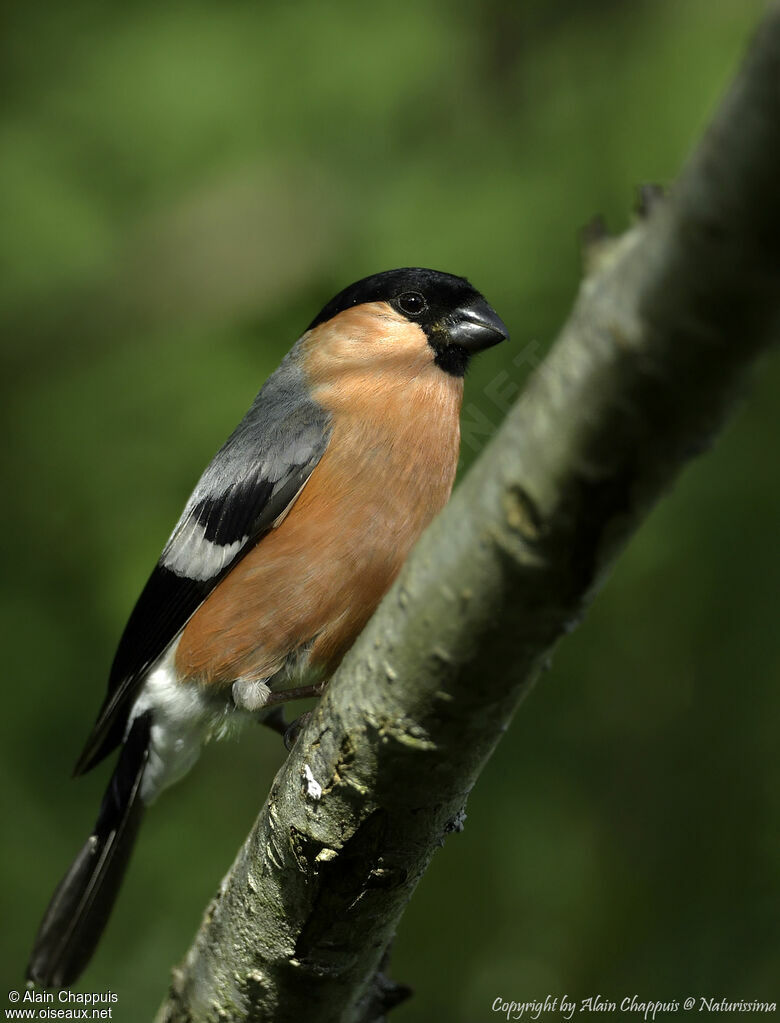 Eurasian Bullfinch male adult, identification, close-up portrait