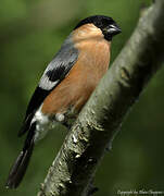 Eurasian Bullfinch