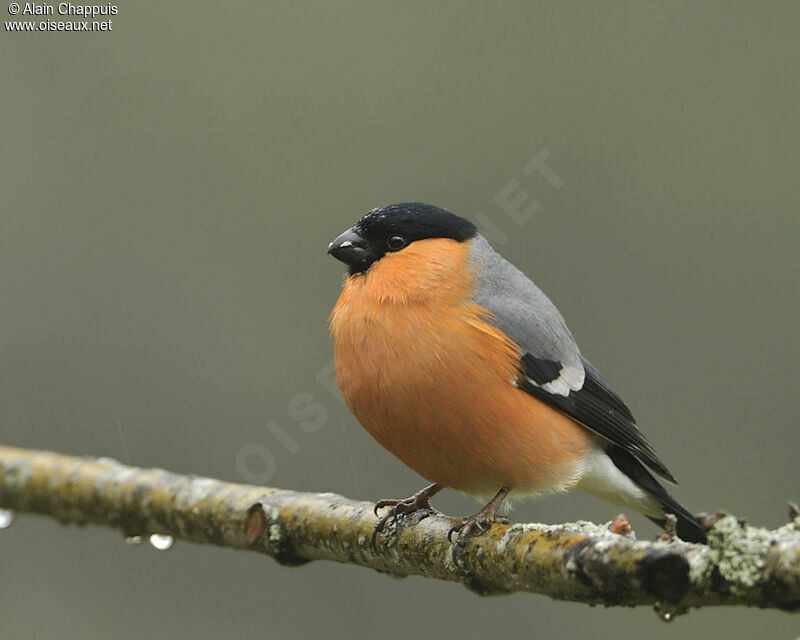 Eurasian Bullfinch male adult breeding, identification, Behaviour