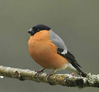 Eurasian Bullfinch